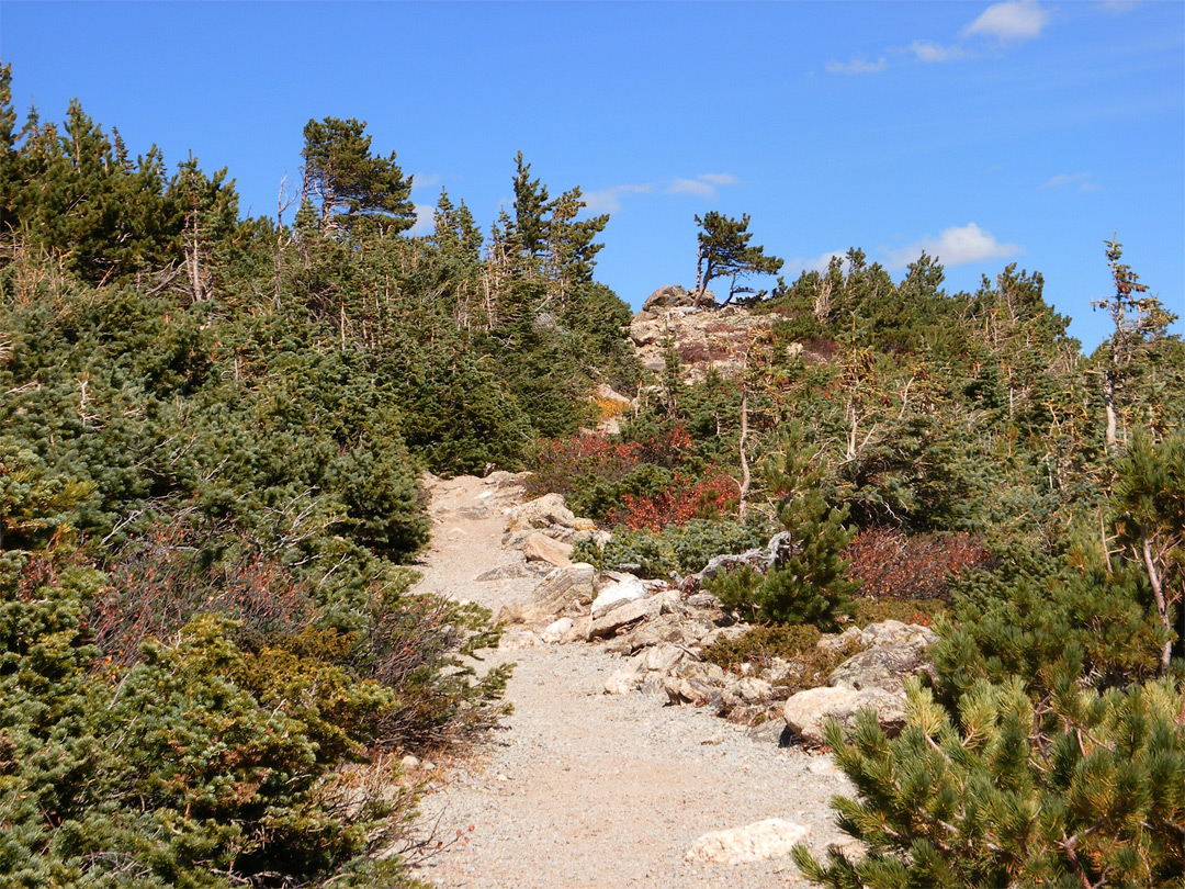 Trail near the treeline