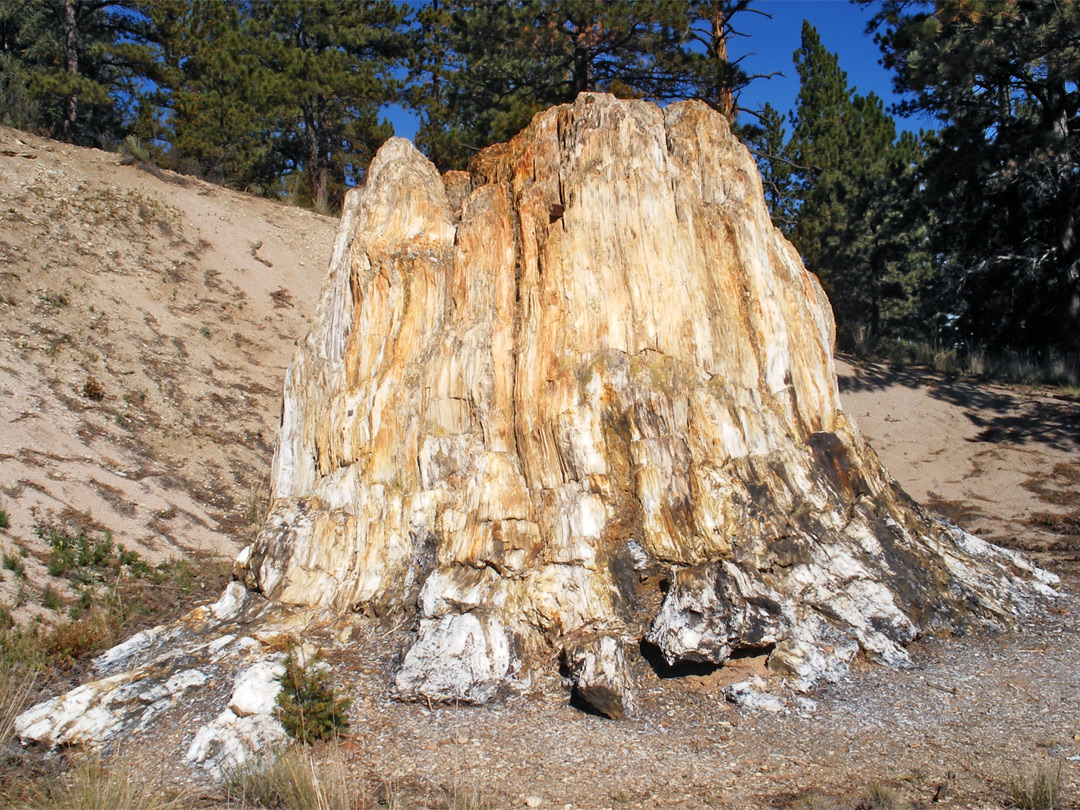 The largest sequoia