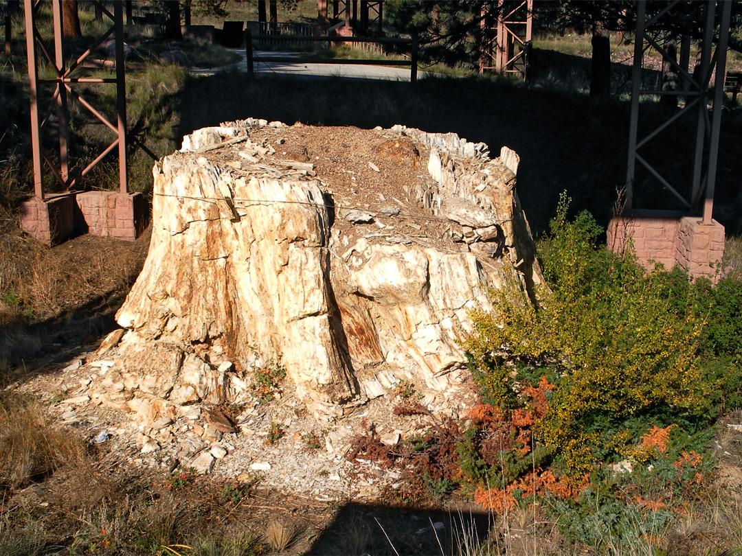 Sequoia by the visitor center