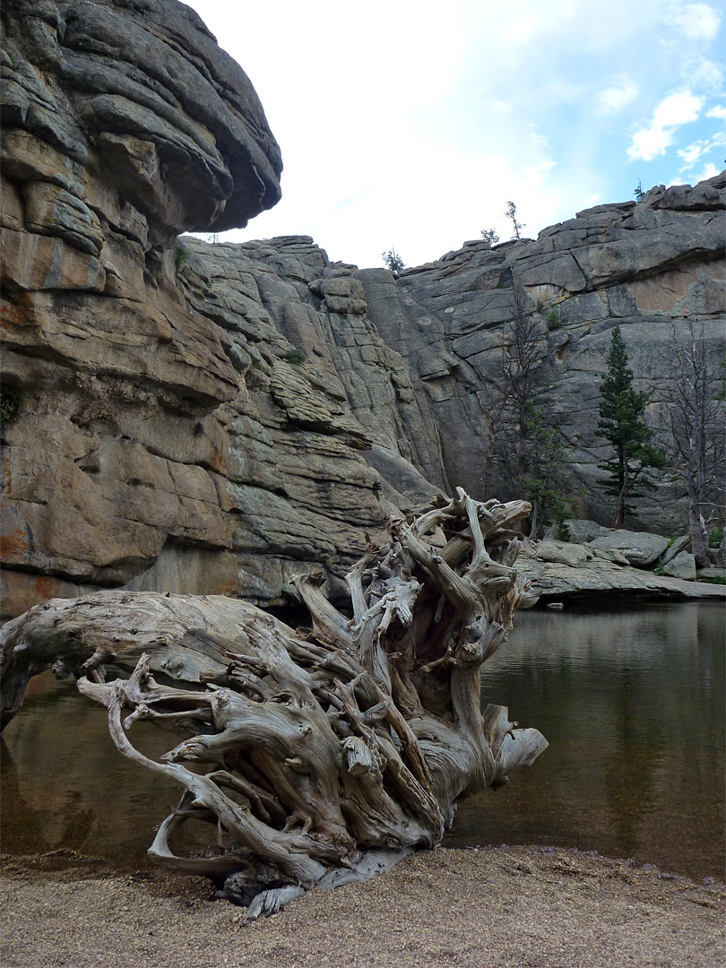 Tree by Gem Lake