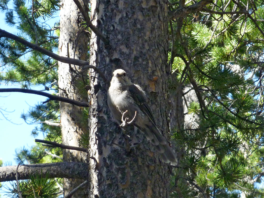 Gray jay in a tree