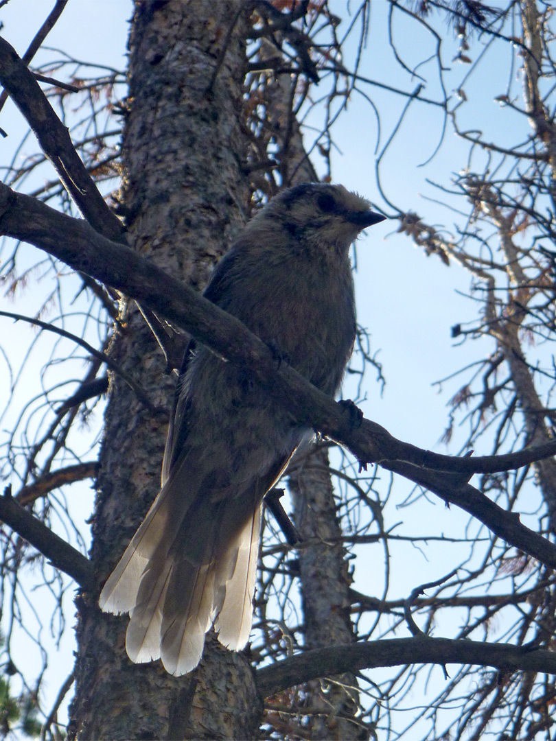 Gray jay