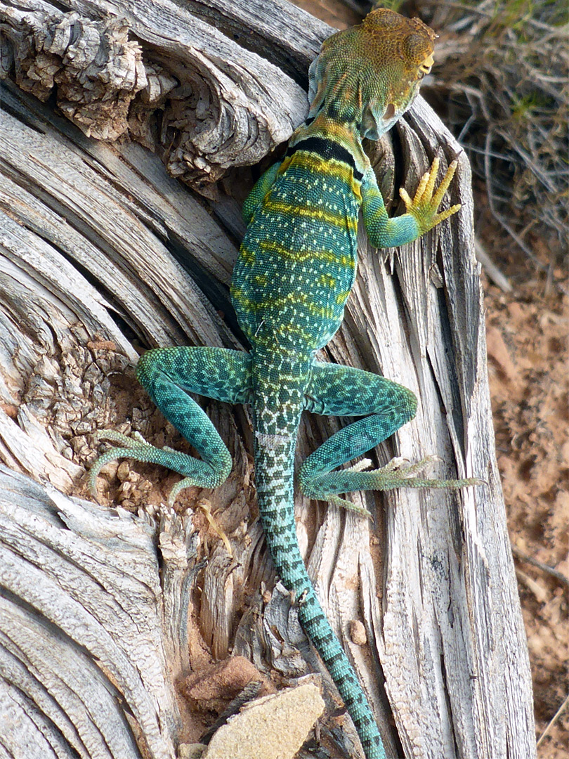 Collared lizard