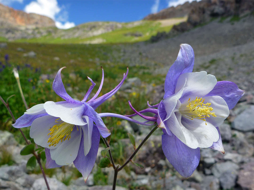 Colorado columbines