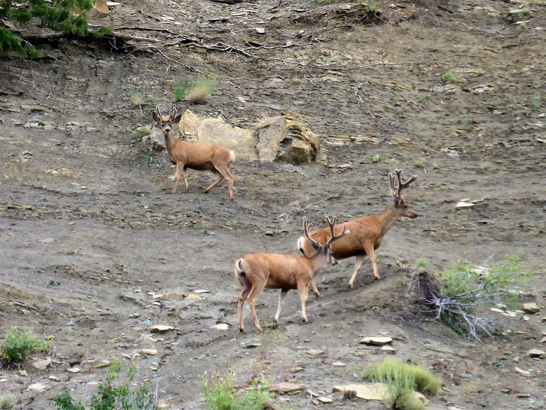 Three mule deer