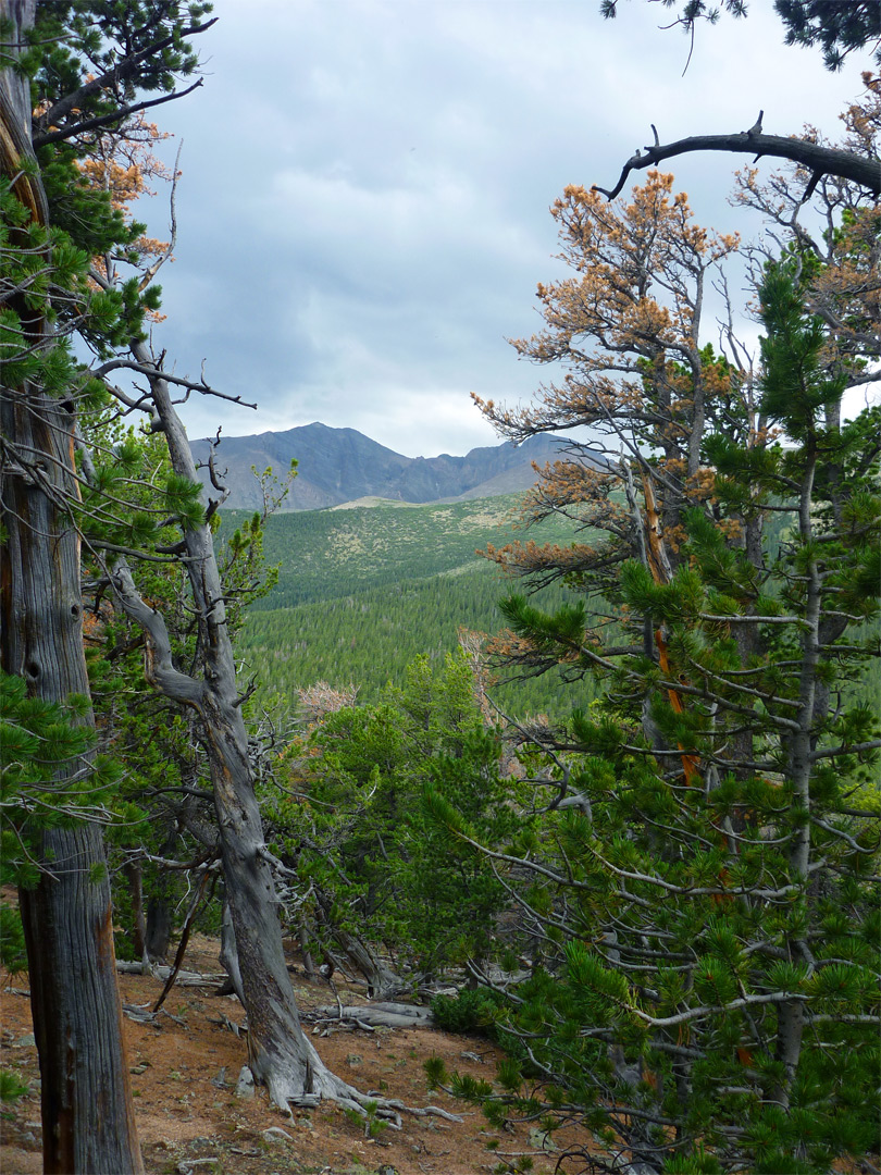 Gap in the trees