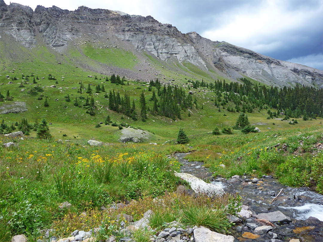 Flowers beside a stream