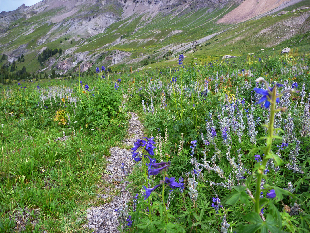 Wildflowers