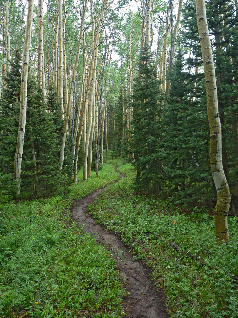 Path through the woods