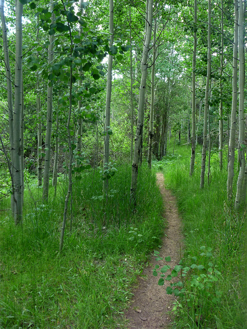 Path through aspen