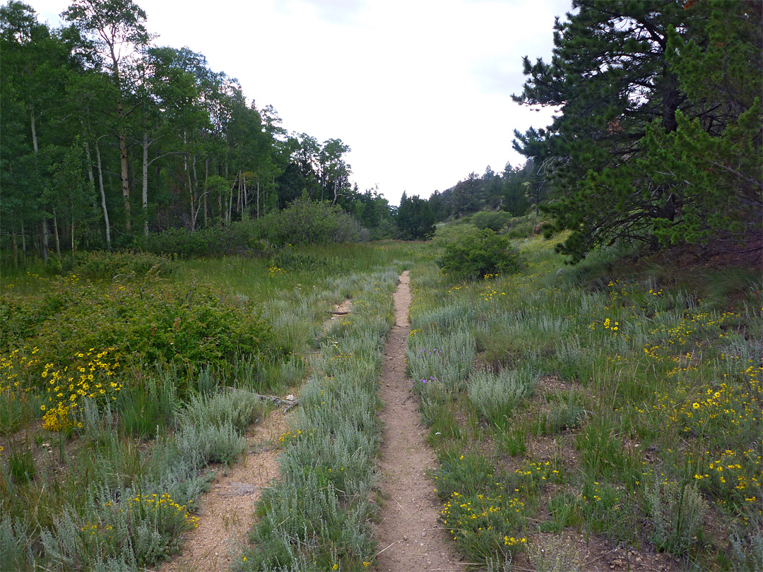 Old vehicle track