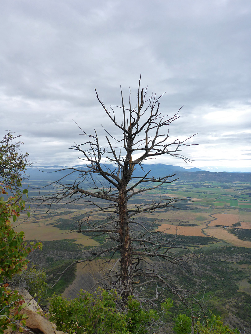 Leafless tree