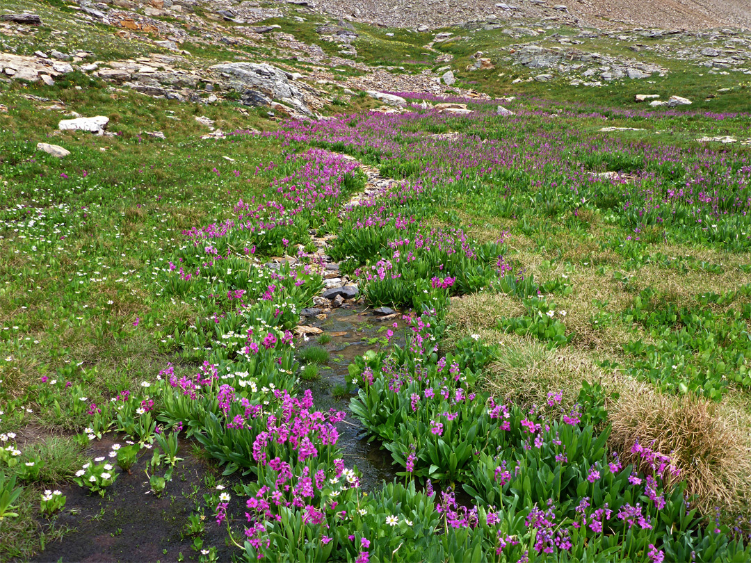 Primrose flowers