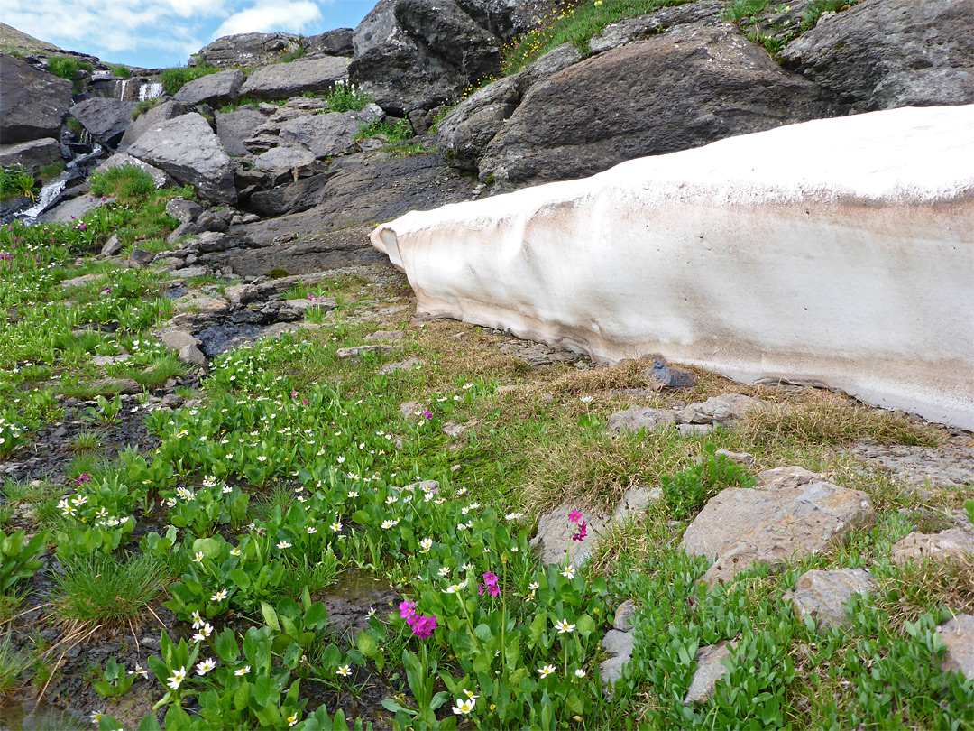 Snow and wildflowers