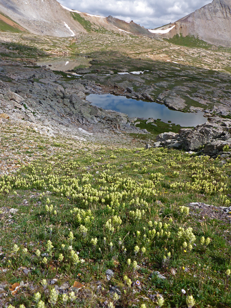 Yellow-flowered paintbrush