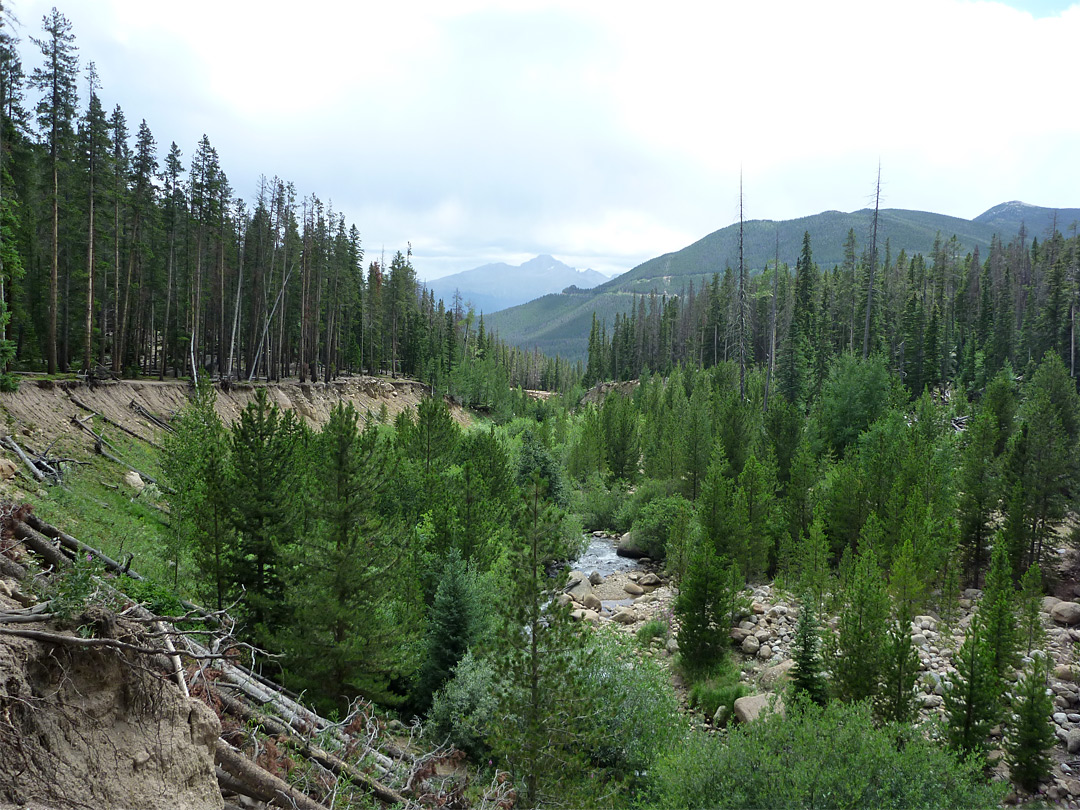 Trees above Roaring River