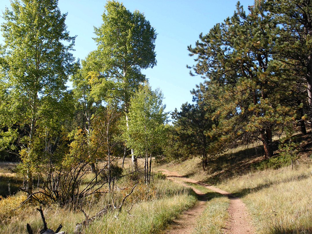 Trees on the Sawmill Trail