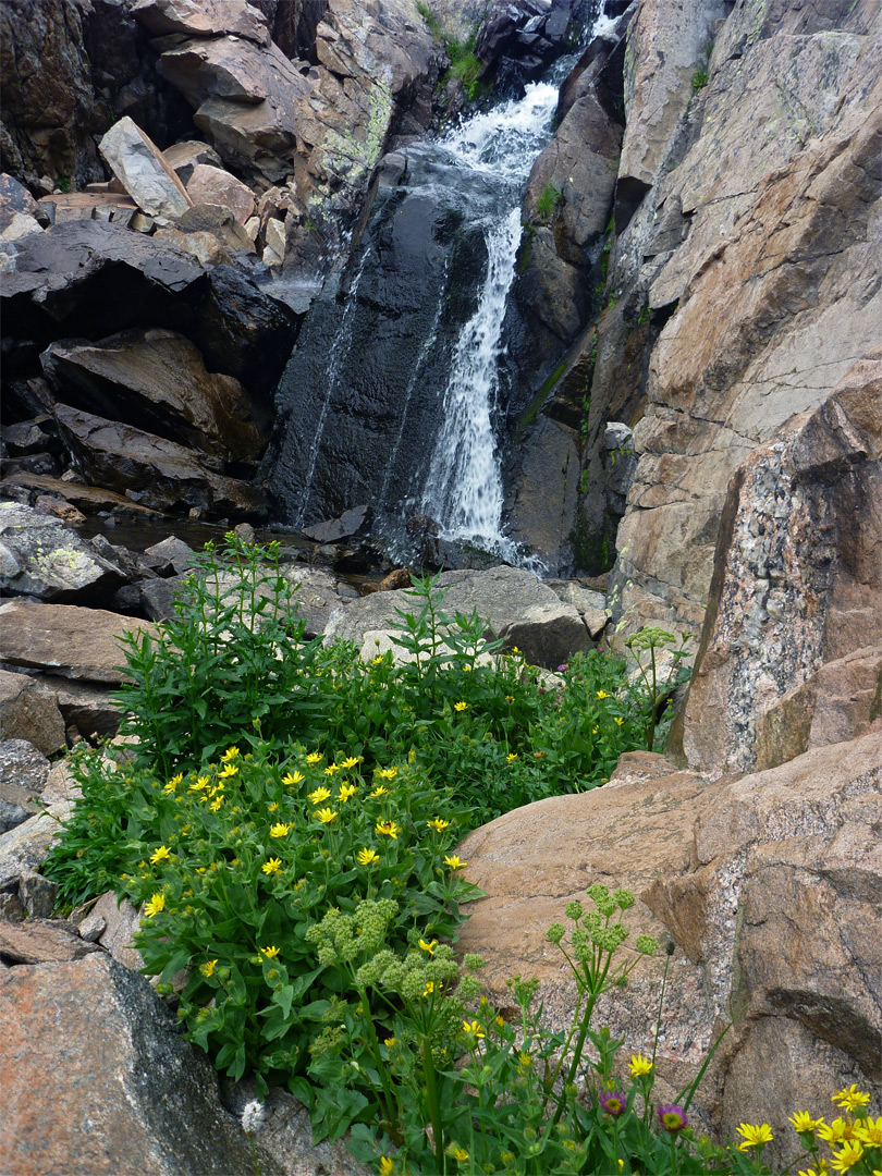 Cascade and flowers