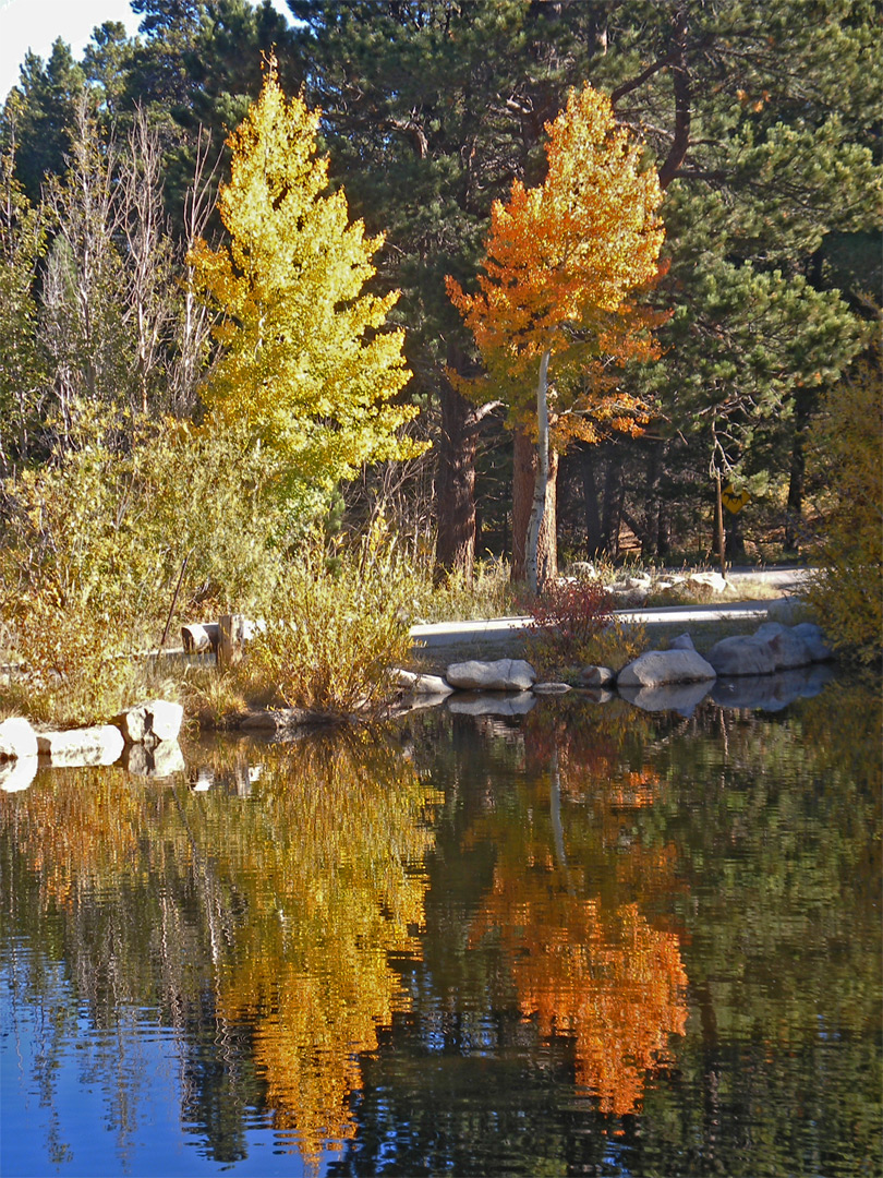 Trees beside Sprague Lake