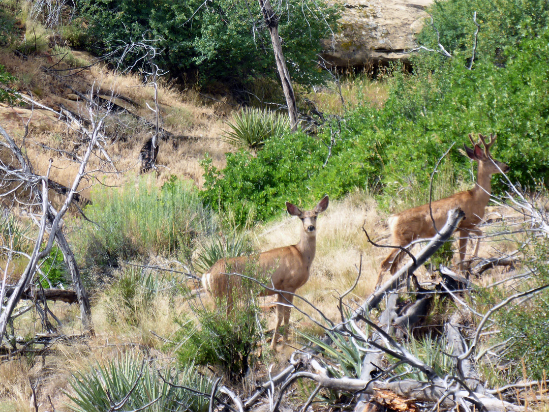 Mule deer