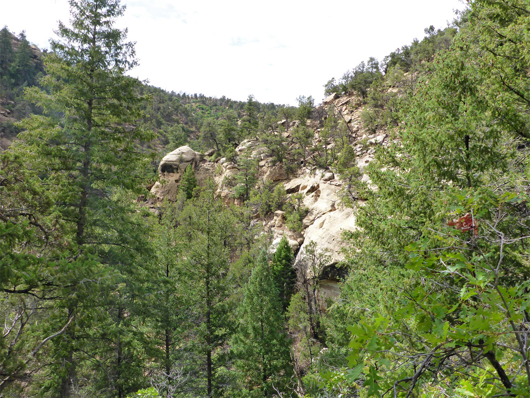 Overgrown ravine