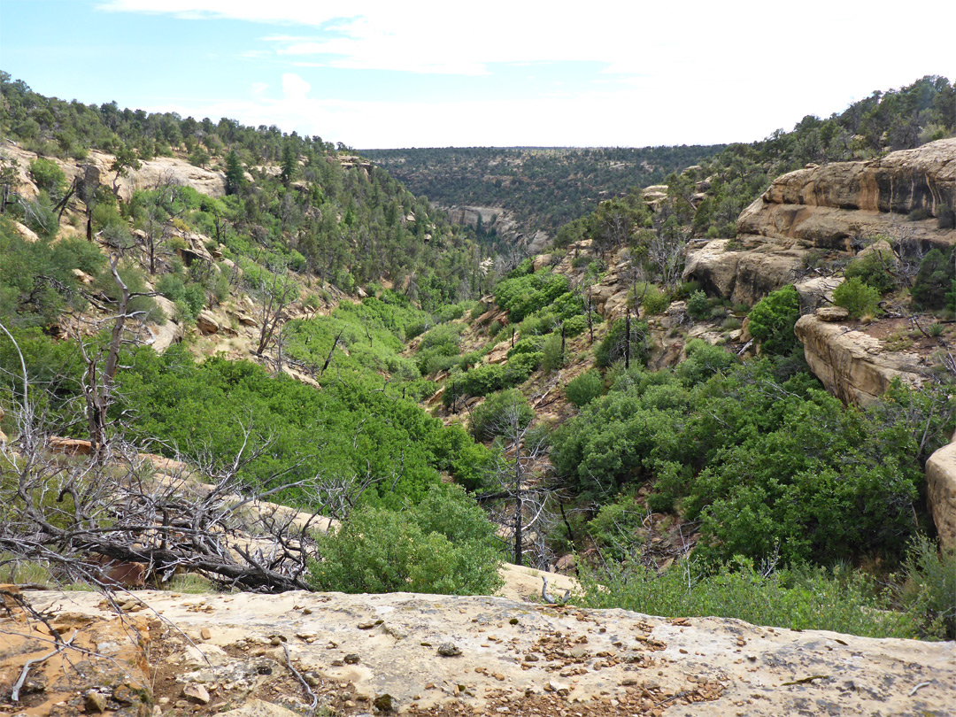 Tributary canyon