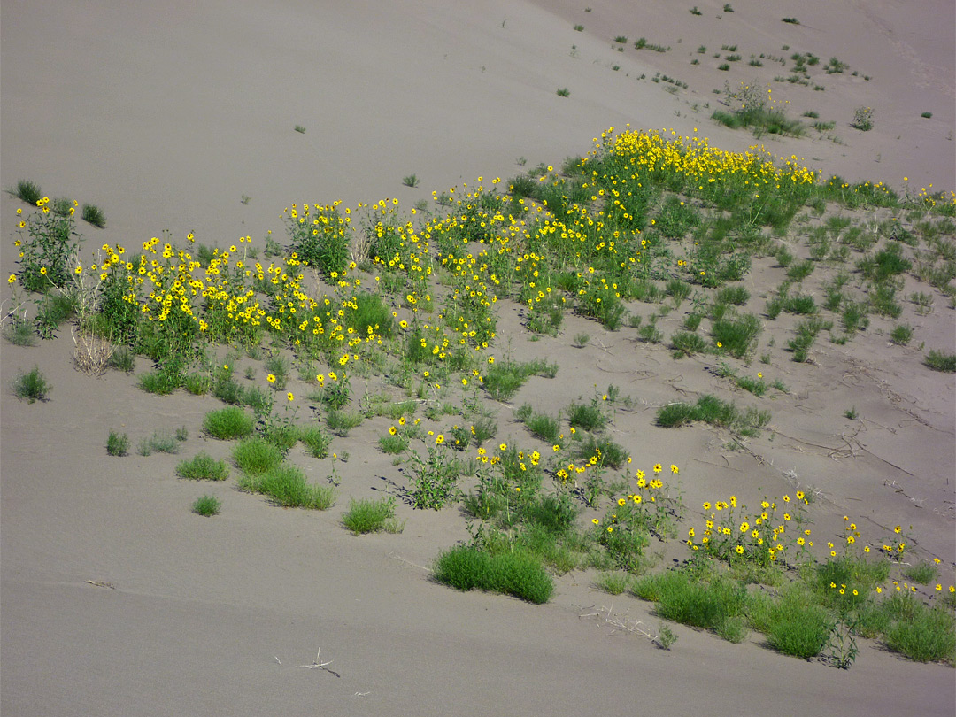 Yellow flowers