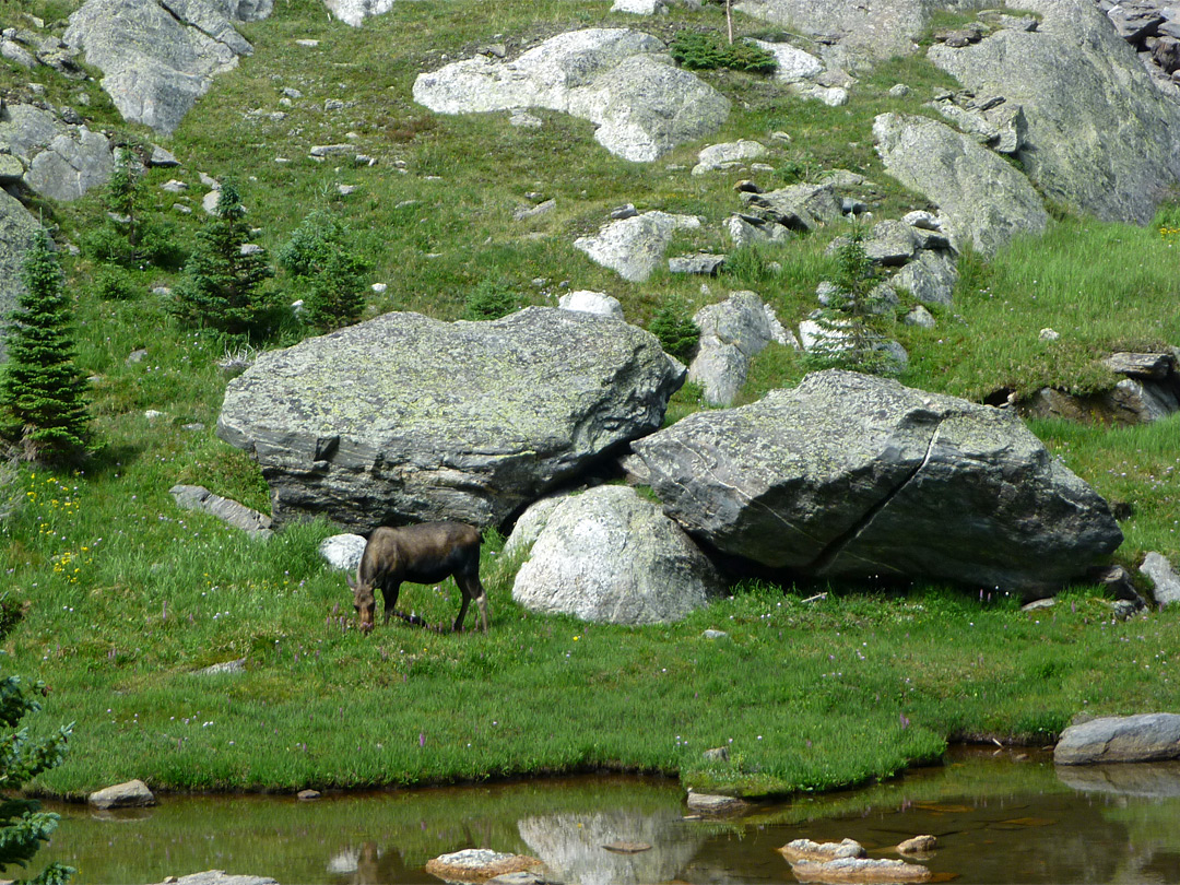 Moose grazing by the pond