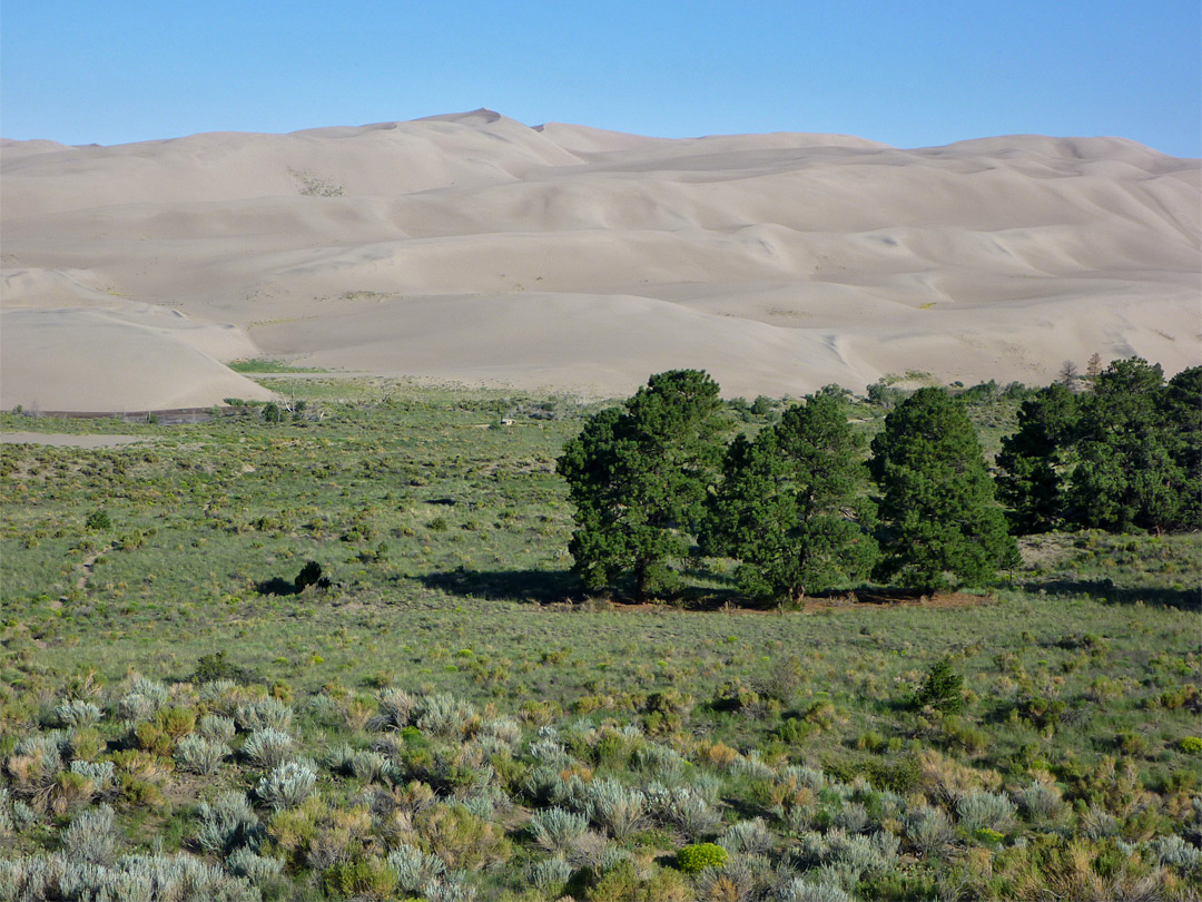 Isolated trees