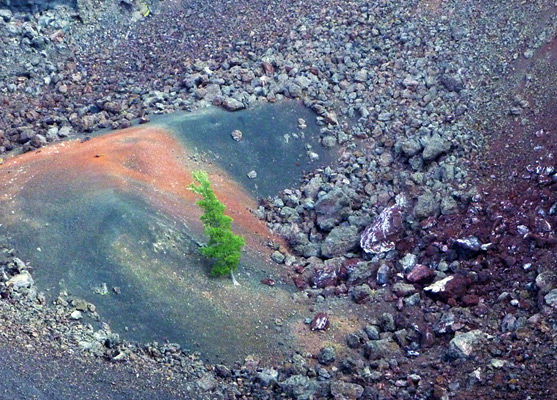 Tree and ash mound