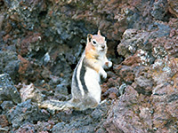 Ground squirrel