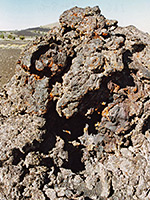 Lava tree