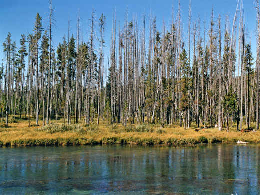 Trees by the river