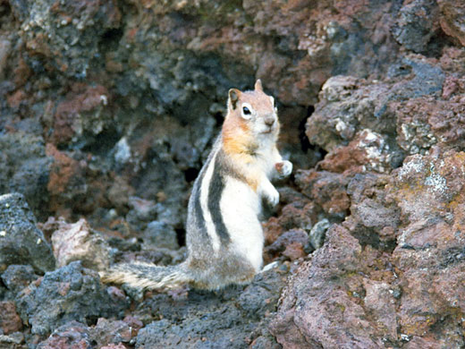 Ground squirrel