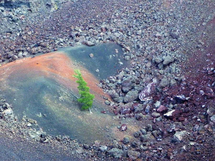 Tree and ash mound