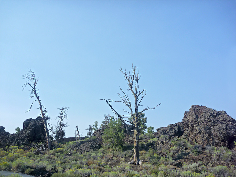 Trees and lava