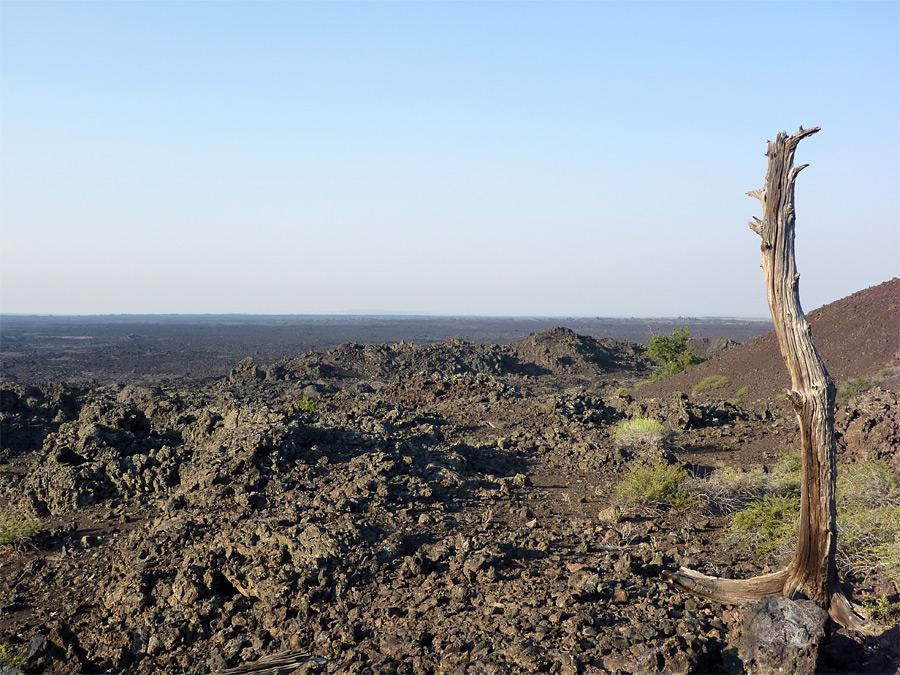 Dead tree