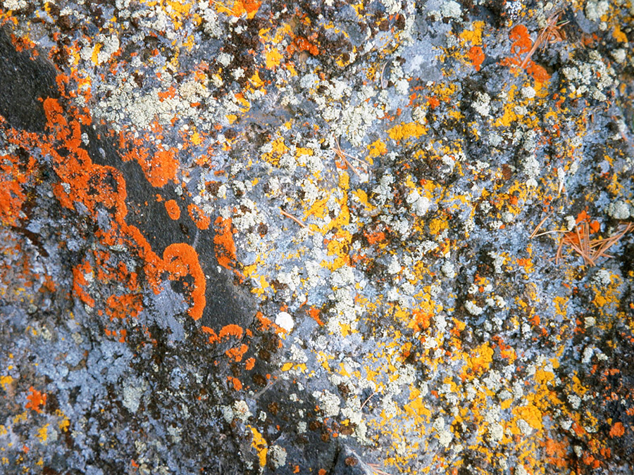 Red and yellow lichen