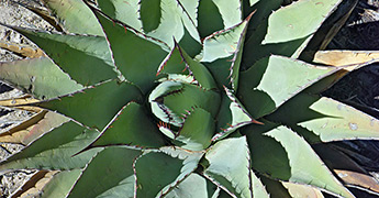 Agave and Yucca