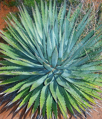 Agave and Yucca of the Southwest