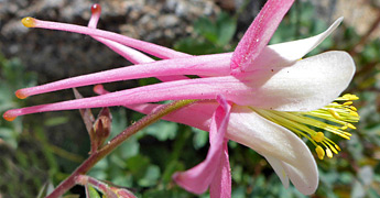 Wildflowers