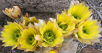 Cacti