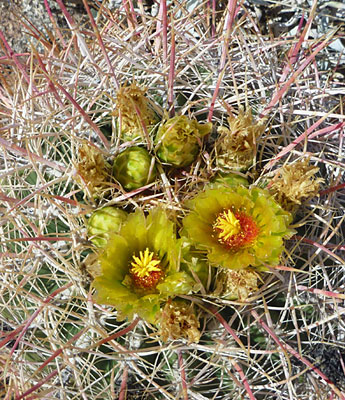 Cacti of the Southwest