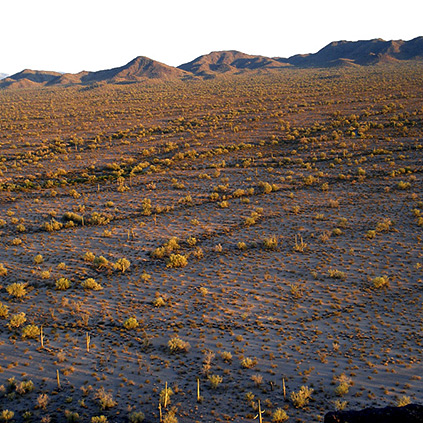 Sonoran Desert National Monument
