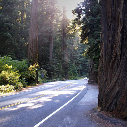 Jedediah Smith Redwoods State Park