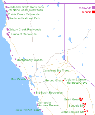 grove of trees in the southwest