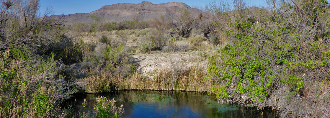 Crystal Spring, Ash Meadows NWR