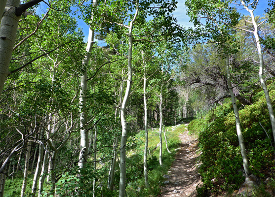 Path through aspen