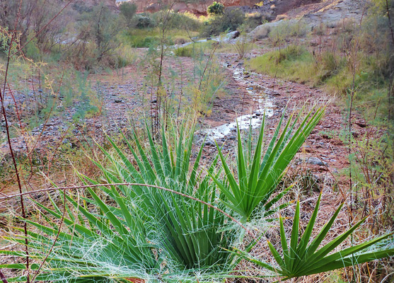 Palm tree near Charlies Spring