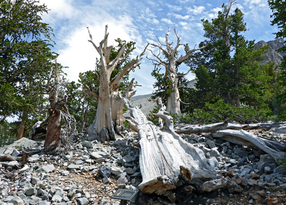 Bristlecone pines